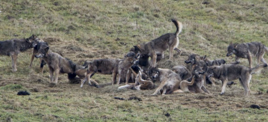 Wygłodniała wataha wilków w Bieszczadach (FOTO)