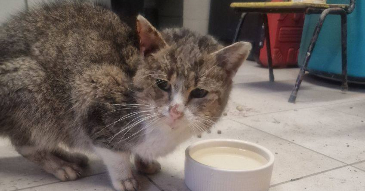 SANOK: Znaleziono wychłodzonego kota. Pilnie potrzebny dom tymczasowy!