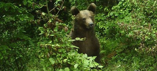 BIESZCZADY: Jak tam u was? Komentarz zbędny (ZDJĘCIE)