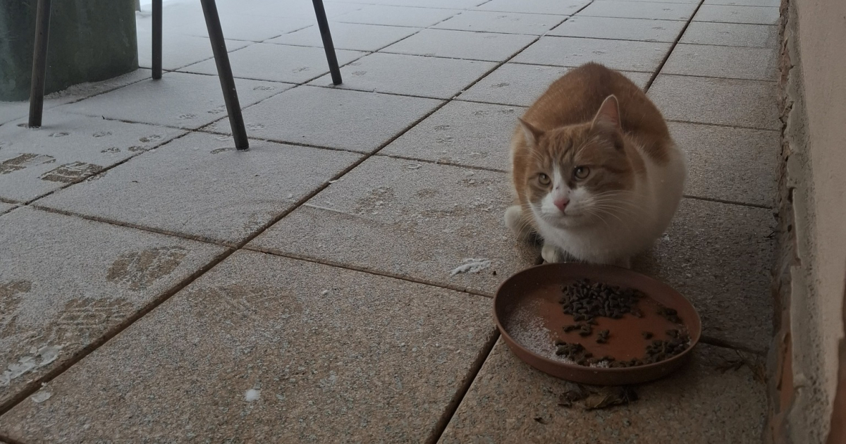 Uwaga, Bykowce! Zaginął kot – poszukiwany właściciel