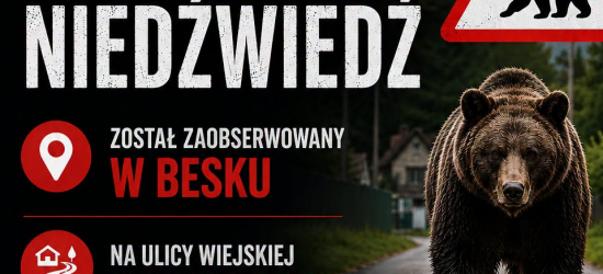 Pilne ostrzeżenie dla mieszkańców gminy Besko. W okolicy widziano niedźwiedzia