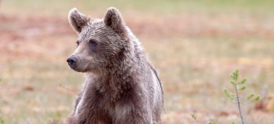 BIESZCZADY: Nocne odwiedziny niedźwiedzia. ZOBACZCIE co nawyprawiał