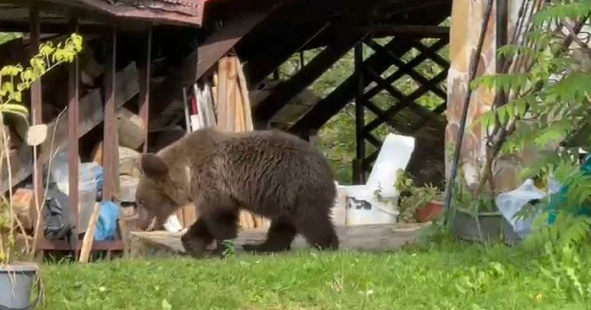 Niedźwiedź na podwórku w Wetlinie. Młode zwierzę próbowało wejść do domu [VIDEO, ZDJĘCIA]
