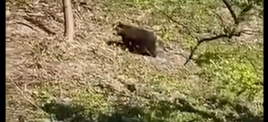 Niedźwiedź biega po Zagórzu! Kobieta ratowała się ucieczką (VIDEO)