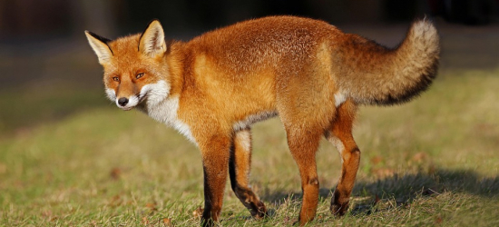 PODKARPACIE: Dodatkowa akcja szczepienia lisów przeciwko wściekliźnie