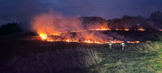 Nocna akcja strażaków w Krzemiennej. Płonęły nieużytki rolne [ZDJĘCIA]