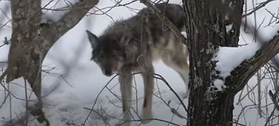 Spotkał w Bieszczadach wilka. „Niecodzienna obserwacja” (VIDEO)