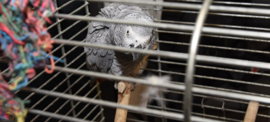 GRANICA: Papuga Żako trafi do zoo