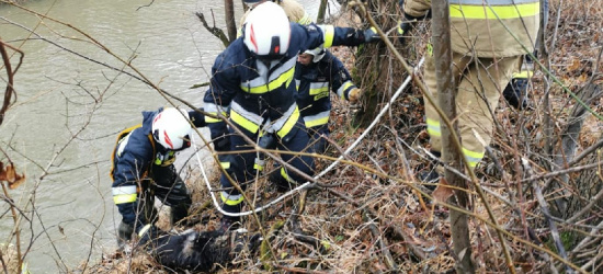 HACZÓW. Pies wpadł do rzeki. Strażacy ruszyli na pomoc. Niestety zwierzę nie przeżyło (ZDJĘCIA)