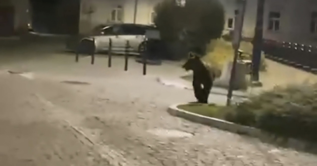 To pierwszy taki przypadek. Niedźwiedź pojawił się w centrum Przemyśla [VIDEO]
