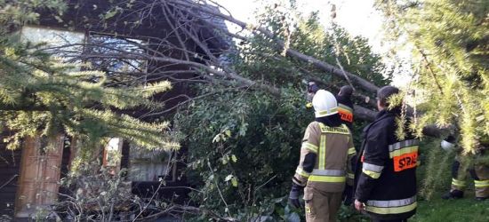 Szalejący wiatr łamał drzewa w Bieszczadach (FOTO)