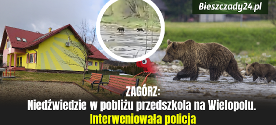 ZAGÓRZ: Niedźwiedzie w pobliżu przedszkola na Wielopolu. Interweniowała policja [VIDEO]