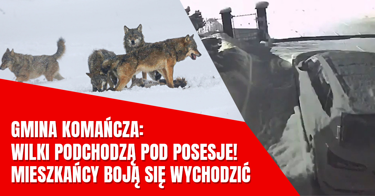 GMINA KOMAŃCZA. Wilki widziane na prywatnej posesji [ZOBACZ VIDEO]