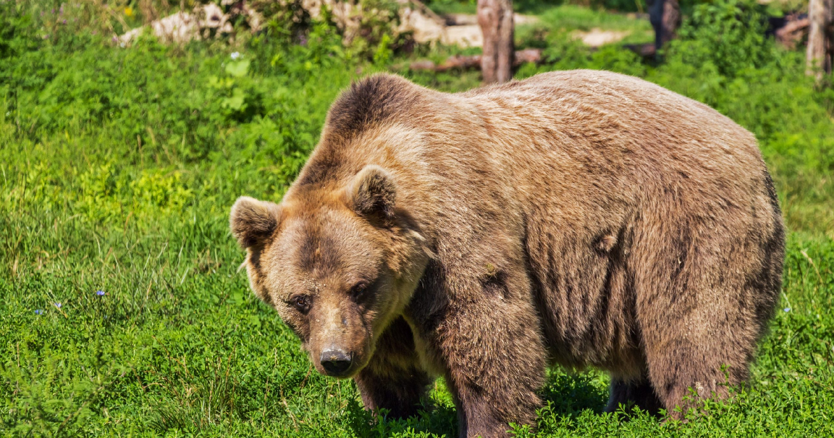 Nowe ustalenia RDOŚ w sprawie wczorajszego ataku niedźwiedzia