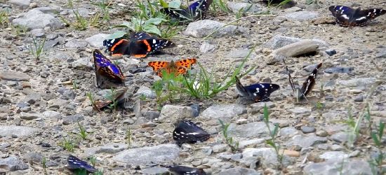 BIESZCZADY: Niecodzienne zjawisko! Mnogość różnorodnych motyli. Wiecie dlaczego? (FILM)