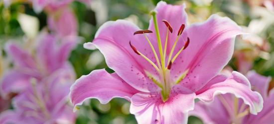 Lilie – niepowtarzalne kwiaty