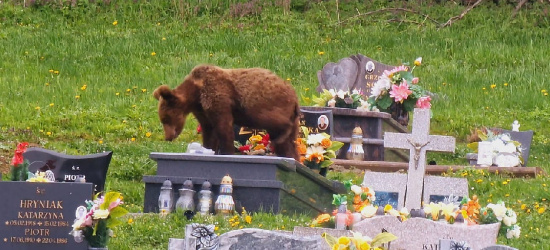 WOŁKOWYJA. Niedźwiedź odwiedził… cmentarz! (FOTO)