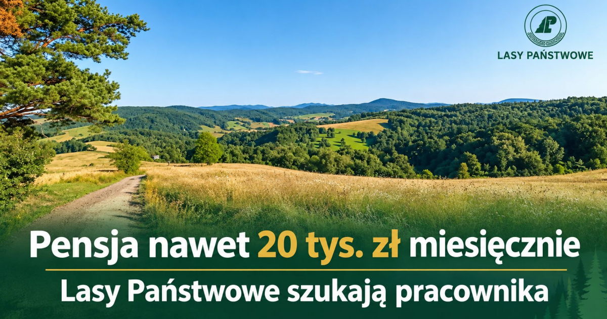 Pensja choćby 20 tys. zł miesięcznie. Lasy Państwowe szukają pracownika