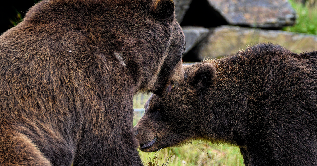 PŁOWCE: Dwa dorosłe niedźwiedzie na prywatnej posesji. Apelujemy o ostrożność [VIDEO]