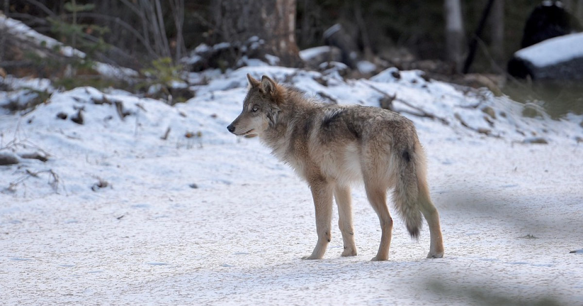 Wilk na ulicach Leska. Ostrzeżenie dla mieszkańców, w pobliżu szkoła i przedszkole