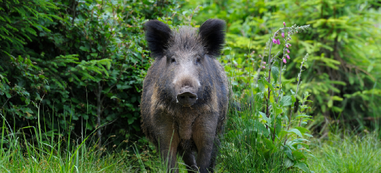 Nie patrz mu w oczy! Co zrobić, gdy w lesie staniesz twarzą w twarz z dzikim zwierzęciem?