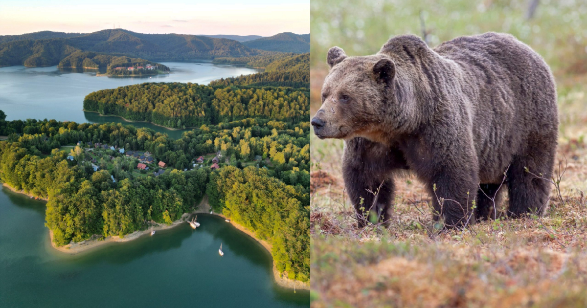 Niedźwiedzica z młodymi pod domami w Polańczyku! „Nie reagowały choćby na petardy” [VIDEO]