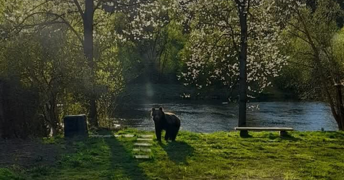 ZAGÓRZ: „Żarty się skończyły”. Niedźwiedź w ogrodzie! [ZDJĘCIA]