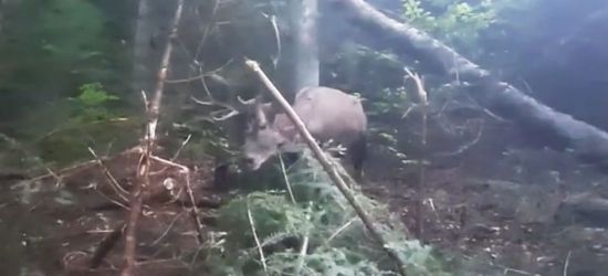 Uwolnili jelenia z wnyków! Zobacz akcję leśników! (VIDEO)