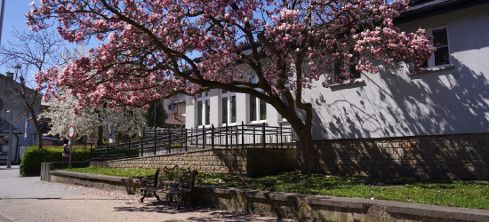 SANOK: Ławeczka Królowej Zofii stanęła pod słynną magnolią [VIDEO, ZDJĘCIA]