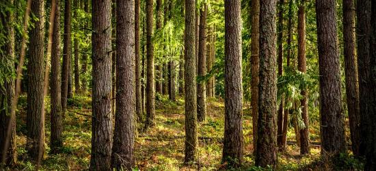 Daglezja w Odrzykoniu – najwyższe drzewo Podkarpacia (VIDEO)