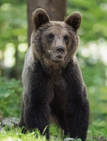 WOŁKOWYJA: Niedźwiedź wdarł się do kurnika przez okno! „Strach pomyśleć, co będzie dalej”