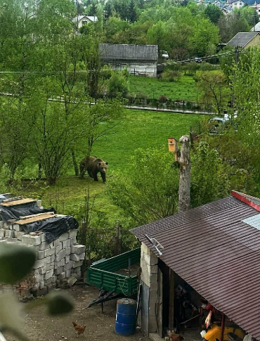 Niedźwiedzie blisko zabudowań w Czaszynie. Apel o ostrożność [FOTO]