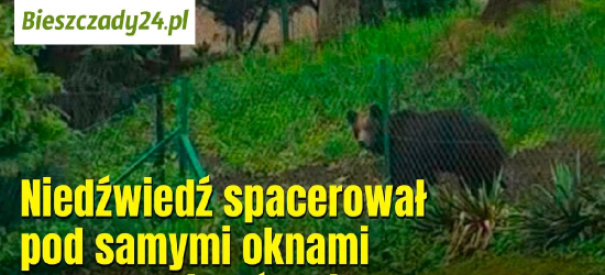 Niedźwiedź spacerował pod samymi oknami w Tarnawie Górnej [VIDEO]