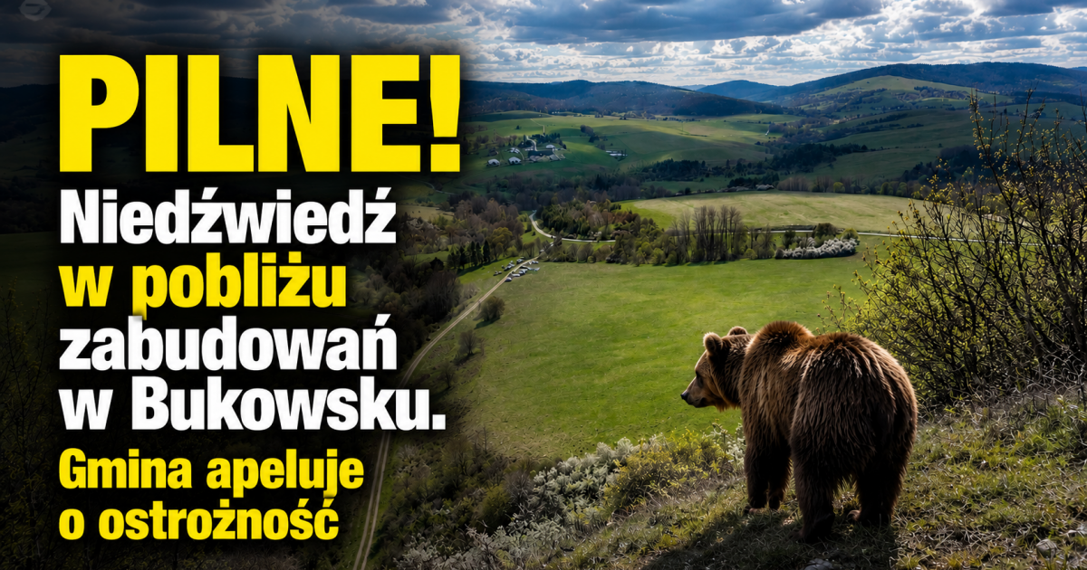 PILNE! Niedźwiedź w pobliżu zabudowań w Bukowsku. Gmina apeluje o ostrożność