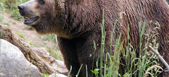 BIESZCZADY: Spotkanie oko w oko z niedźwiedziem. Szukał rogów a natknął się na misia