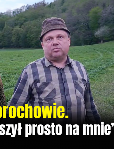 TYLKO U NAS! Atak niedźwiedzia w Morochowie. „Wyskoczył z młodnika i ruszył prosto na mnie” [VIDEO]