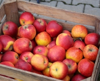SANOK: Darmowe jabłka dla mieszkańców Sanoka i okolic