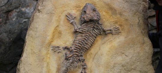 BESKO: Wyjątkowa wystawa skamieniałości. Wernisaż już 13 kwietnia