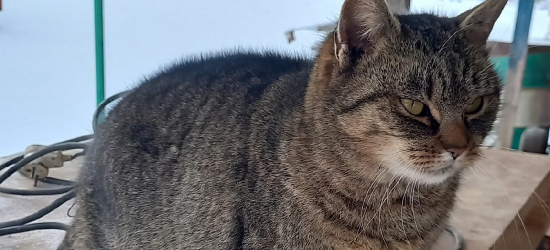 Kotek błąka się w Kostarowcach – szukamy właściciela