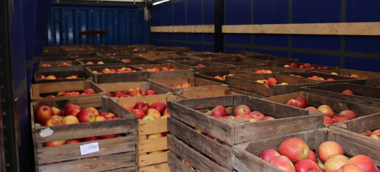JUTRO: Kolejny transport darmowych jabłek w Sanoku