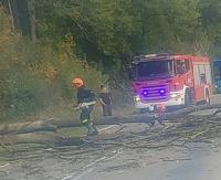 Niebezpiecznie w Zahoczewiu. Drzewo spadło na drogę (ZDJĘCIA)