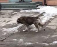 SANOK: Wilk w biały dzień w centrum miasta? Kolejne szokujące video (FILM)