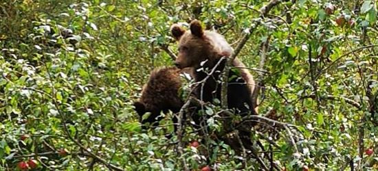 BIESZCZADY: Dwa małe niedźwiadki i uczta na jabłoni! (FOTO)