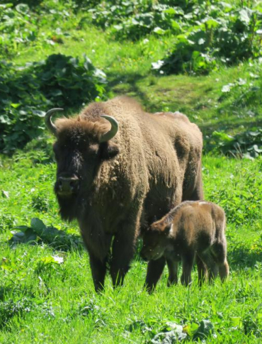 BIESZCZADY: Trwa czas narodzin żubrów. Leśnicy apelują o ostrożność