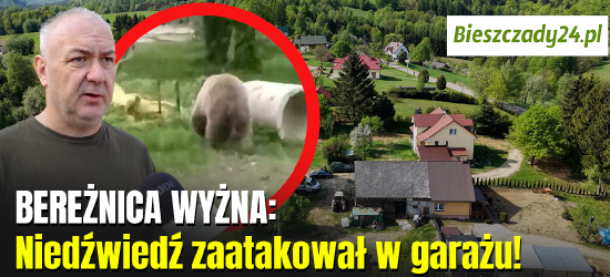 Niedźwiedź zaatakował w garażu! „Ruszył za mną w pościg” [VIDEO]