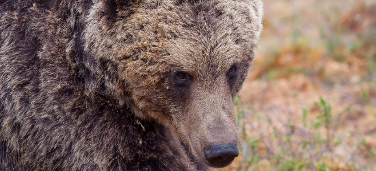 PŁOWCE: Dwa dorosłe niedźwiedzie na prywatnej posesji. Apelujemy o ostrożność [VIDEO]
