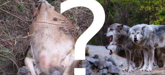 Martwa krowa z odgryzionym wymieniem. Czy w Niebieszczanach zaatakowały wilki? (DRASTYCZNE)