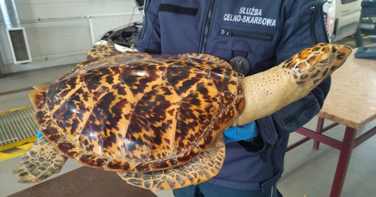 Nielegalny okaz na granicy. 28-latkowi grozi więzienie! (FOTO)