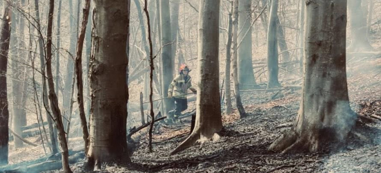 POLAŃCZYK: Groźny pożar traw przeniósł się na las. W akcji liczne siły strażaków [ZDJĘCIA]