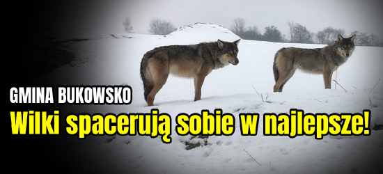 GMINA BUKOWSKO: Wilki spotkane w drodze do pracy! (ZDJĘCIA)